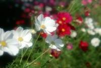 Цветы живые - фото 0076