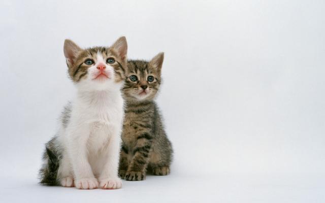 Кошки и котята - фото 0261