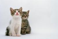 Кошки и котята - фото 0261