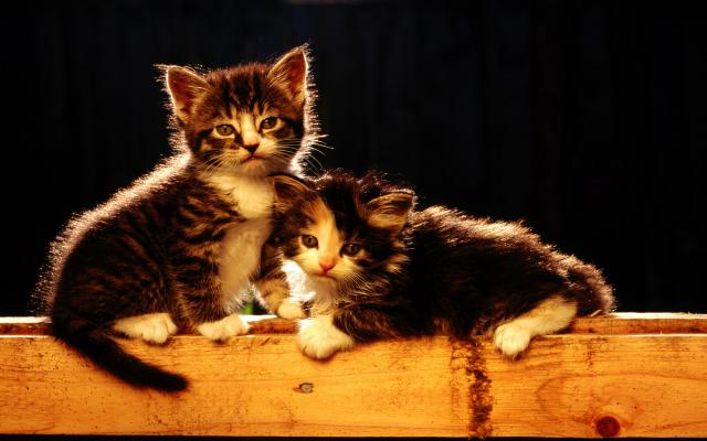 Кошки и котята - фото 0314
